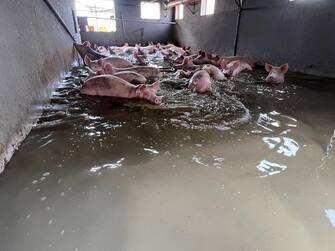 Alcuni dei maiali dell'azienda agricola Benfenati che rischiano di annegare, Lugo, Ravenna, 18 maggio 2023.
"Abbiamo circa tremila maiali, dai cuccioli agli adulti di 160 chili. Abbiamo un metro d'acqua all'interno delle nostre stalle adesso e sta salendo. Avremmo bisogno di un allevamento d'appoggio per spostare almeno i piccoli e cercare di salvarli", è l'appello di Davide Bacchiega, direttore dell'azienda agricola, colpita dall'alluvione.


CREDIT: PER GENTILE CONCESSIONE DI Davide Bacchiega, direttore dell'azienda agricola Benfenati di Lugo (npk)