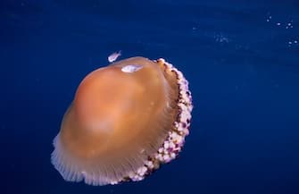 MEDUSE OEUF AU PLAT, Cotylorhiza tuberculata. (Photo by Kurt AMSLER/Gamma-Rapho via Getty Images)