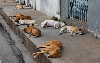 Street dogs having an afternoon nap.