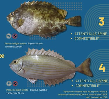 Pesce coniglio scuro e pesce coniglio striato