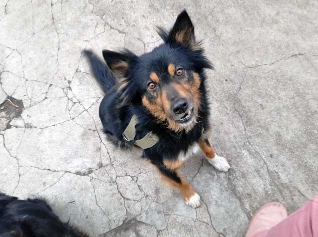 cane marta mariupol