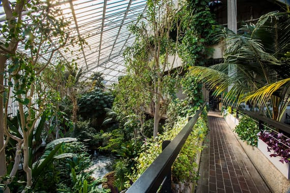 Londra, Barbican Conservatory. Credit photo © Max Colson