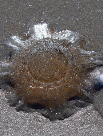 USA NATURE LIONS MANE JELLYFISH