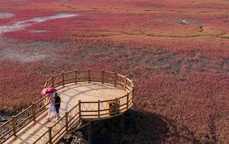 PANJIN, CHINA - AUGUST 19: Aerial view of people walking on a bridge at the Red Beach featuring Suaeda salsa in Dawa county on August 19, 2019 in Panjin, Liaoning Province of China. (Photo by Cai Jingyu/VCG via Getty Images)