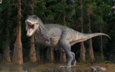Tyrannosaurus rex dinosaur, illustration. This bipedal theropod dinosaur was one of the largest ever predators, measuring over 12 metres in length from head to tail and weighing up to 8 tons. It is thought to have combined hunting and scavenging to feed itself. Its fossils are found in North America and date from around 67 million years ago, during the Cretaceous period. Often known as T-Rex.