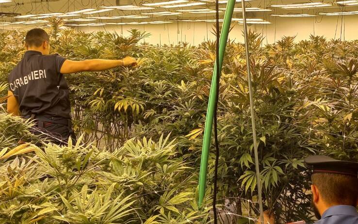 L'intervento dei carabinieri nella piantagione di cannabis