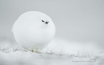 The Comedy Wildlife Photography Awards 2023
Jacques Poulard
craponne
France

Title: Snowball !
Description: a grouse is coming to me in a very cold winter , Svalbard
Animal: white grouse
Location of shot: Spitzberg