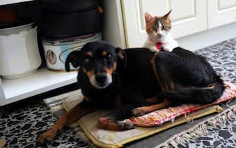 Cane e gatto