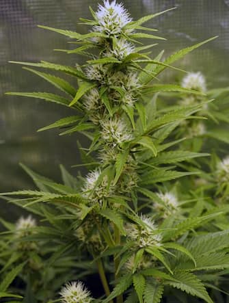Cannabis