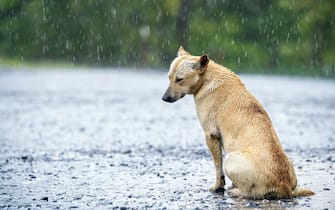 Stray Dog getting wet in rain on country road.