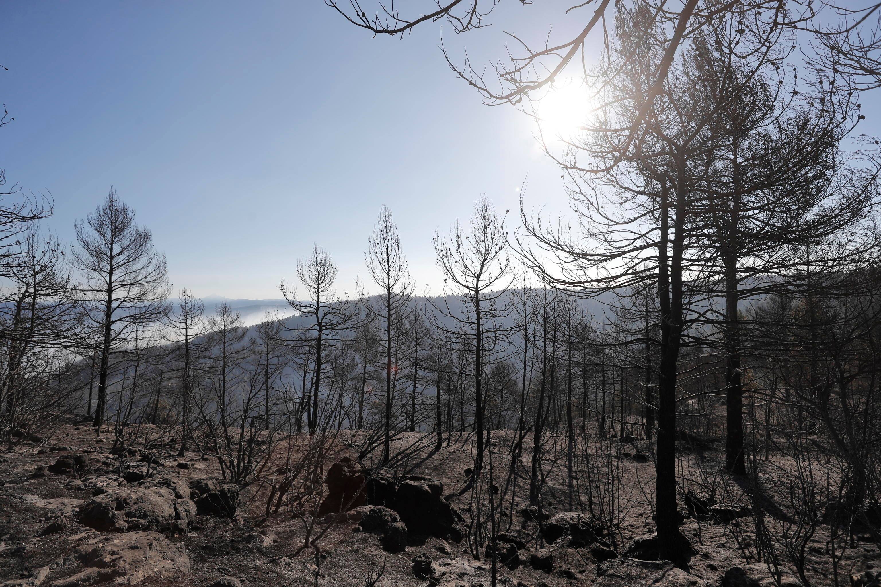 epa10542227 Scorched trees following a forest fire in Los Peiros, Teruel, Spain, 25 March 2023. Some 500 firefighters were deployed to tackle the fire that broke out in Castellon and Teruel on 23 March.  EPA/MANUEL BRUQUE