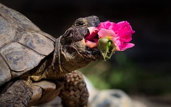 The Comedy Pet Photography Awards 2024
Jonathan Casey
Wymondham
United Kingdom
Title: New Rose
Description: Edgar loves to eat flowers, and her favourites are dandelions for spring, snapdragons for summer and here she can be seen gobbling as whole Gertrude Jekyll rose last September. We grow them for her and as she is elderly we handfeed her, sometimes snapping her in between bites as you can see...
Animal: Edgar (Mediterranean spur thighed tortoise)
Location of shot: Wymondham, Norfolk, UK