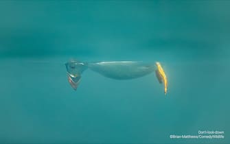 The Comedy Wildlife Photography Awards 2023
Brian Matthews
Hartlepool
United Kingdom

Title: Don't look down
Description: A puffin does an inverted snoopy impression while watching jelly fish.
Animal: Atlantic Puffin
Location of shot: Farne Islands, Northumberland UK