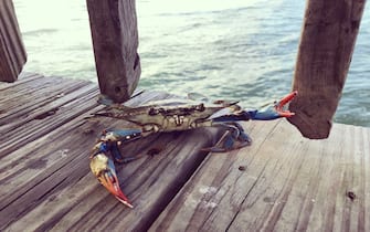 Blue crab with his claws raised in warning. Travel. Nature.