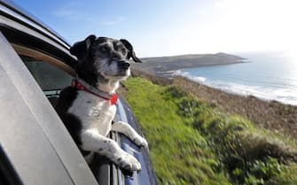 Cani in spiaggia