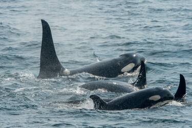 ALASKA, UNITED STATES - 2019/08/25: A pod of Killer whales or orcas (Orcinus orca) is swimming in Chatham Strait, Alaska, USA. (Photo by Wolfgang Kaehler/LightRocket via Getty Images)