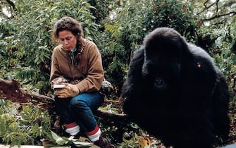 gorilla nella nebbia