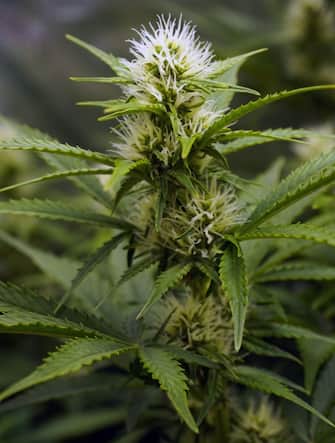 Cannabis