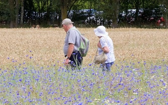 Old couple walking between wheat and cornflowers at Breezy Knees Gardens