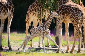 GERMANY ANIMALS GIRRAFE BERLIN TIERPARK ZOO