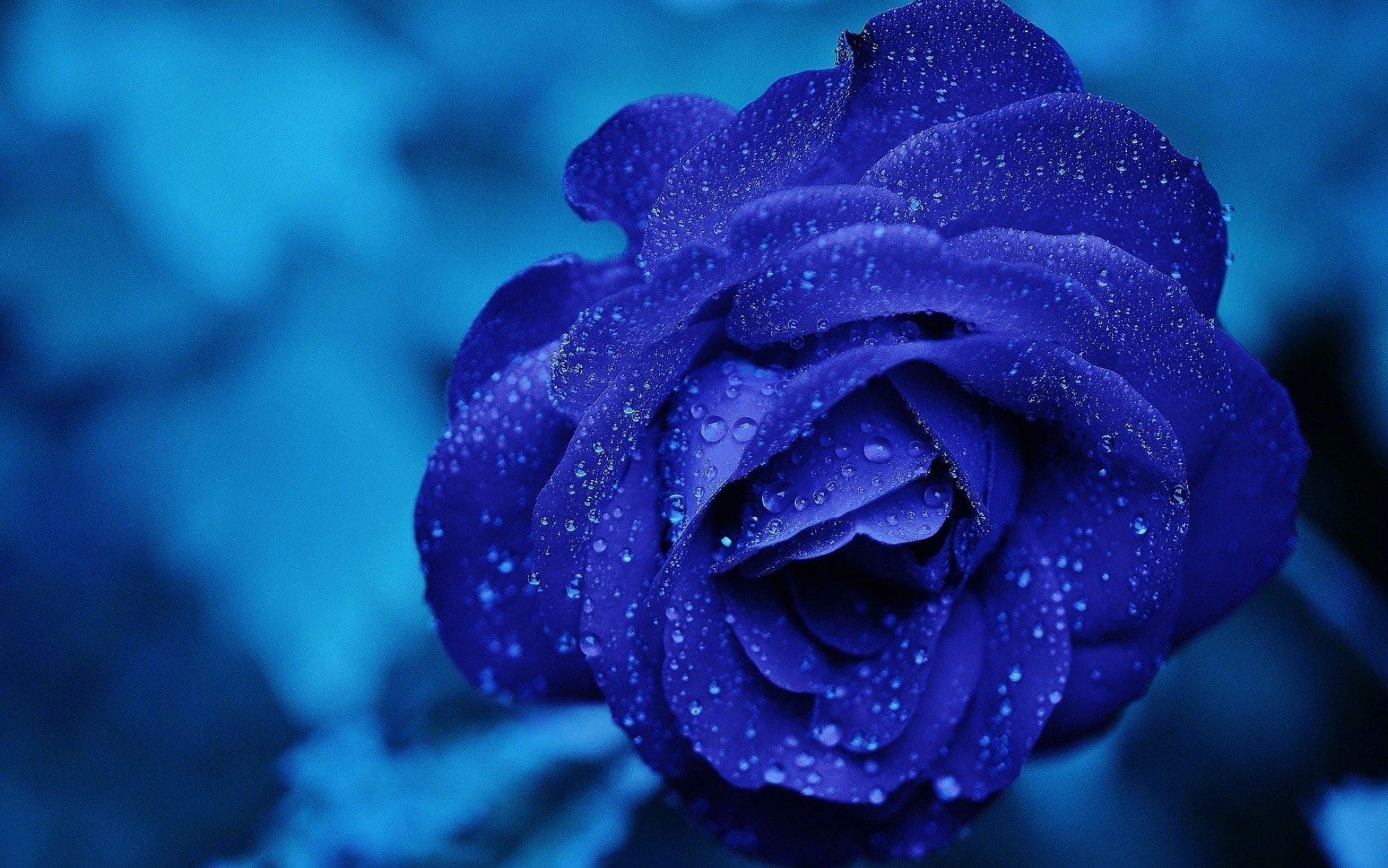 Rosa Blu stabilizzata La Rosa eterna che non muore mai 