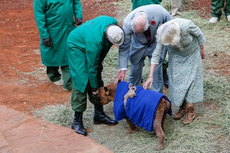 epa10952841 Britain's King Charles (C) and Queen Camilla (R) interact with an orphaned rhino during their visit at the Sheldrick elephant orphanage, on the outskirts of Nairobi, Kenya, 01 November 2023. Britain's King Charles III and his wife Queen Camilla are on a four-day state visit starting on 31 October 2023, to Nairobi and Mombasa. This will be the first official visit by Their Majesties to an African nation and the first to a commonwealth member state since their coronation in May 2023.  EPA/THOMAS MUKOYA / POOL