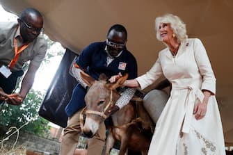 epa10952135 Britain's Queen Camilla (R) visits the equine welfare charity, Brooke, to listen to how Brooke and the Kenya Society for the Protection and Care of Animals are working together towards the protection of donkeys and promoting their welfare, during her and King Charles' state visit to Kenya, in Karen District of Nairobi, Kenya, 01 November 2023. Britain's King Charles III and his wife Queen Camilla are on a four-day state visit starting on 31 October 2023, to Nairobi and Mombasa. This will be the first official visit by Their Majesties to an African nation and the first to a commonwealth member state since their coronation in May 2023.  EPA/THOMAS MUKOYA / POOL