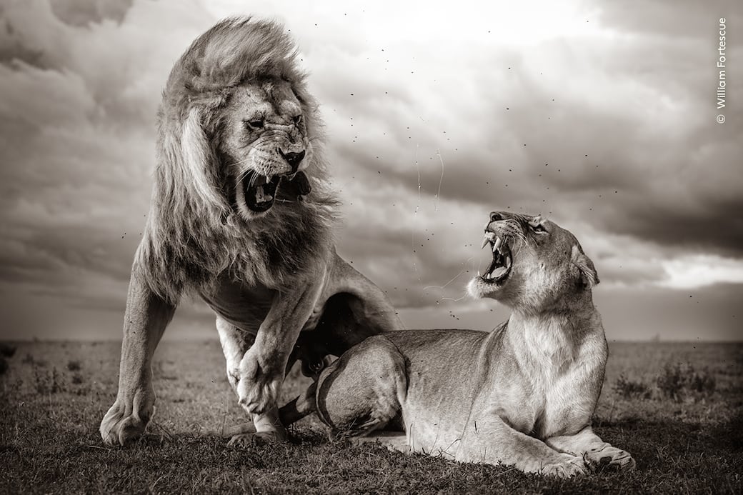 (c)_William_Fortescue_Wildlife_Photographer_of_the_Year.jpg