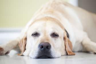 Close up view of a sleepy Yellow Labrador Retriever dog lying on floor.  Winnipeg, Manitoba, Canada.