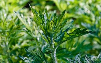 Una pianta di artemisia comune