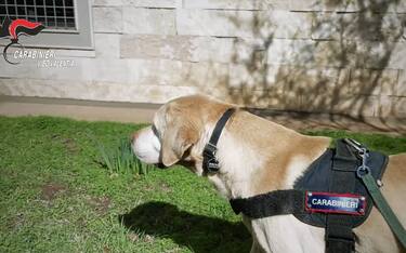 cane_carabinieri_vibo_valentia