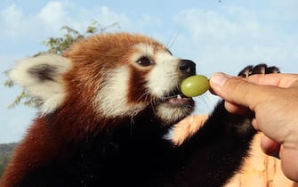 epa10882083 A man feeds a red panda  with grapes in the Attica Zoological Park in Spata, east of Athens, on 25 September 2023. Red panda is a small mammal native to the eastern Himalayas and southwestern China and belongs to the endangered species. They spend more of their time on trees and sleep over 12 hours per day.  EPA/ORESTIS PANAGIOTOU