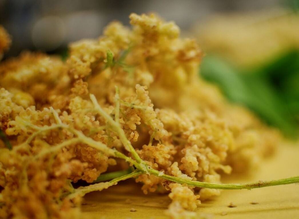 Fiore di Sambuco fritto (foto: Lorenzo Giulietti) Fiore di Sambuco fritto (foto: Lorenzo Giulietti)