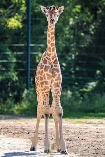 GERMANY ANIMALS GIRRAFE BERLIN TIERPARK ZOO