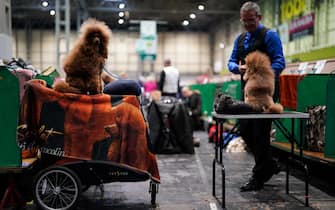 Miniature Poodles are groomed during the first day of the Crufts Dog Show at the Birmingham National Exhibition Centre (NEC). Picture date: Thursday March 9, 2023.