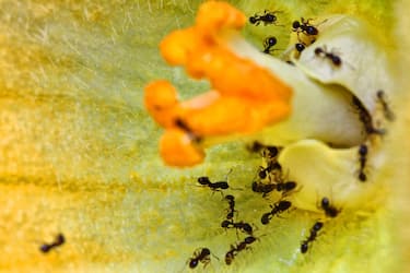Ants in a squash flower in Toronto, Ontario, Canada, on August 02, 2022. (Photo by Creative Touch Imaging Ltd./NurPhoto via Getty Images)