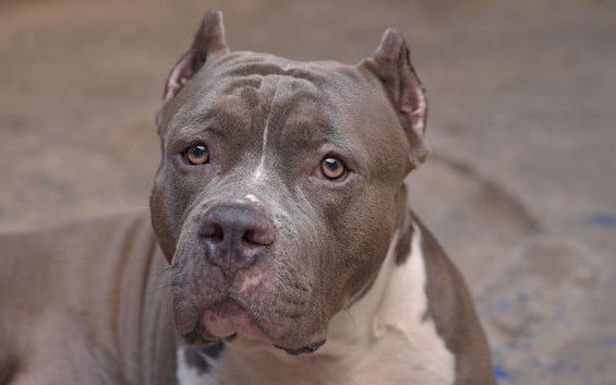 Fabbrico, lascia il cane chiuso in garage e va in vacanza: trovato morto