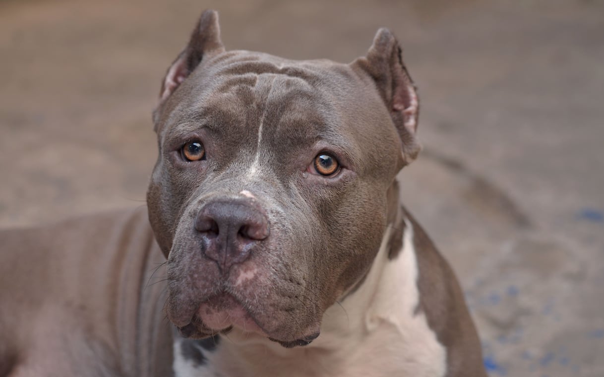 pitbull sequestra residenti di un condominio nel teramano catturato da Tg24.sky.it pitbull sequestra residenti di un condominio nel teramano catturato