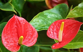 Anthurium