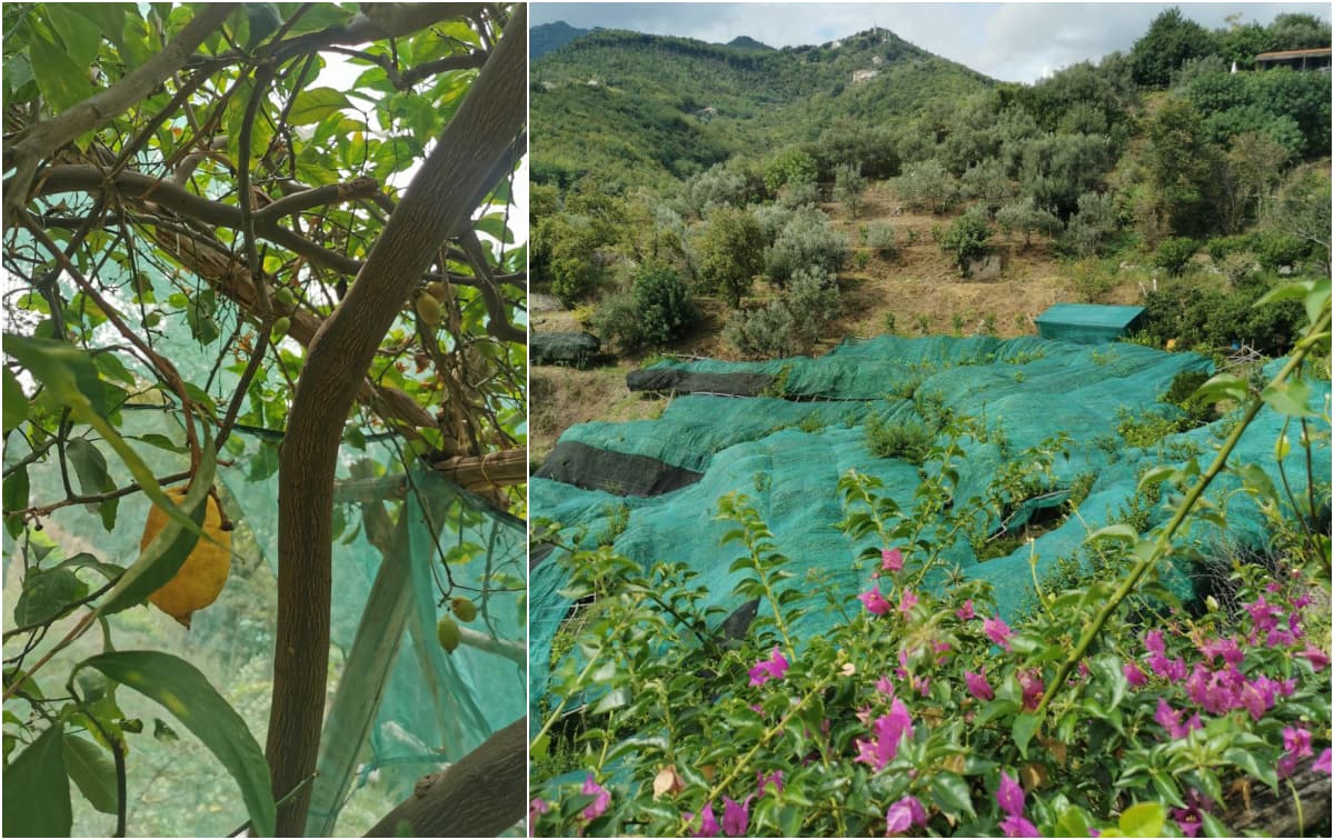 Limoneto in costiera - Vietri sul mare