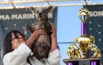 Scooter wins the World's Ugliest Dog competition in Petaluma, California. The Chinese Crested rescue dog with deformed back legs and a protruding tongue - owned by Linda Elmquist-  stole the show at the annual event which celebrates unconventional beauty.



Pictured: scooter,linda elmquist

Ref: SPL8521904 230623 NON-EXCLUSIVE

Picture by: SplashNews.com



Splash News and Pictures

USA: 310-525-5808
UK: 020 8126 1009

eamteam@shutterstock.com



World Rights,