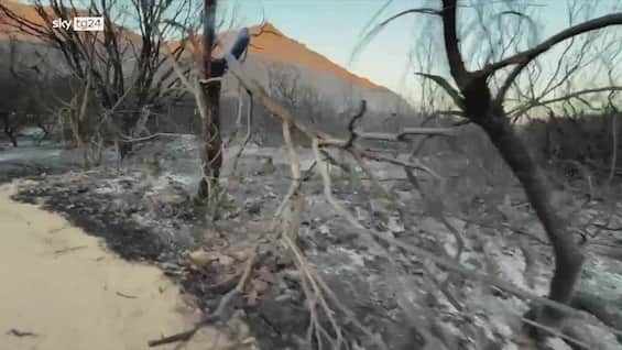 incendio villasimius alberi bruciati dal rogo in sardegna