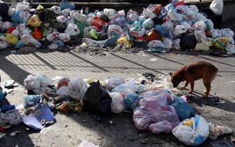 EMERGENZA RIFIUTI, UN CANE CERCA DEL CIBO NELL'IMMONDIZIA NELLE STRADE DI PIANURA (NAPOLI) DOVE LA SCORSA NOTTE MANIFESTANTI CONTRARI ALLA DISCARICA SI SONO FRONTEGGIATE CON LE FORZE DELL'ORDINE (NAPOLI - 2008-01-08, Gerace_Fotogramma) p.s. la foto e' utilizzabile nel rispetto del contesto in cui e' stata scattata, e senza intento diffamatorio del decoro delle persone rappresentate