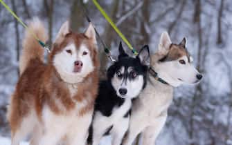 Siberian husky dogs pulling leashes on a winter walk