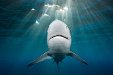 blacktip shark, Carcharhinus limbatus, Indian ocean, Wild Coast,