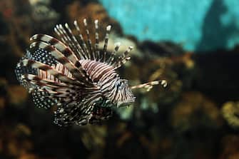 epa03184800 A zebra lionfish swims at Bao Son Paradise park in Hanoi, Vietnam, 16 April 2012. Many wild animals in Bao Son Paradise were imported from Africa, such as giraffes, rhinoceros, white tiger, cheetahs. Wildlife species in Vietnam are becoming extinct due to illegal trafficking and smuggling.  EPA/LUONG THAI LINH
