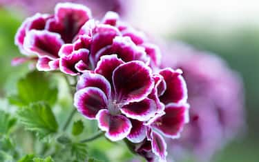 Il pelargonio