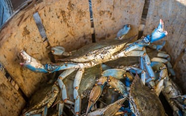 Chesapeake blue crab lifts up its claws standing in basket, Dundalk, Maryland. (Photo by: Edwin Remsberg/VW PICS/UIG via Getty Image)