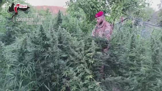 monti di stilo scoperte 850 piante di cannabis