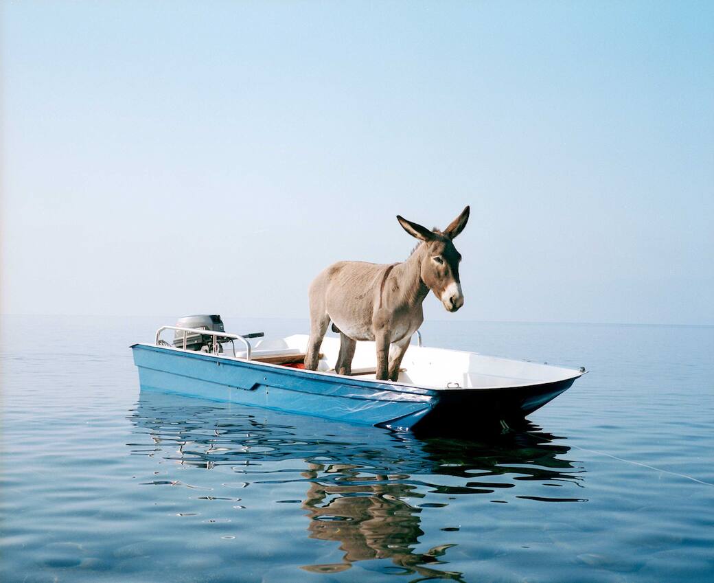 Pivi Paola, Senza Titolo (Asino), 2003, stampa fotografica mont. su Dibond, cm. 180 x 224